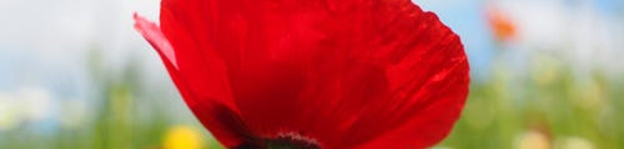 fleurs de bach