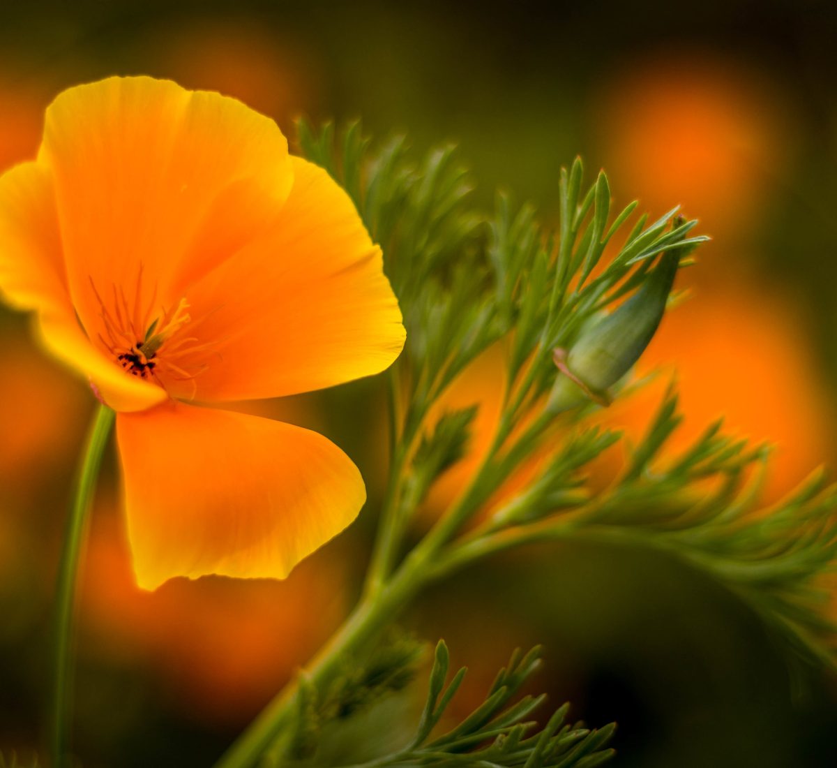 Escholtzia Pavot de Californie